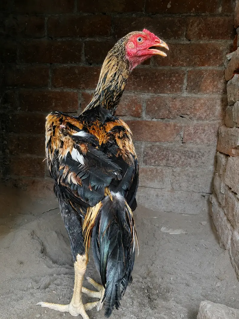 Game Bloodline | Pure Pakistani Patha — photo 3