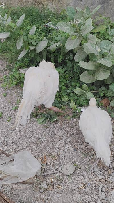 MURGHA & MURGHI FOR SALE
