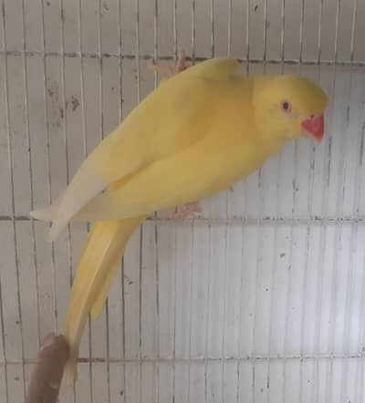 Green Ringneck Breeding Female