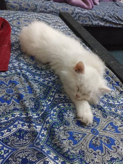Pet Care & Sitting Services (Rawalpindi / Islamabad)