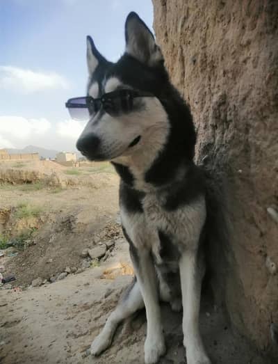 Pedigree Siberian Husky