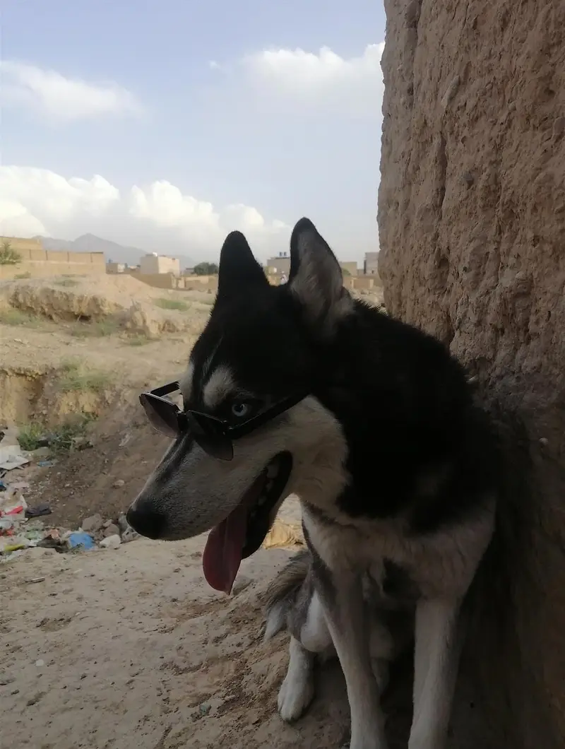 Pedigree Siberian Husky — photo 2