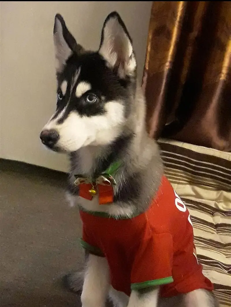 Pedigree Siberian Husky — photo 3