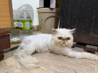 Adult Peke Male Cat - Excellent Persian Bloodline