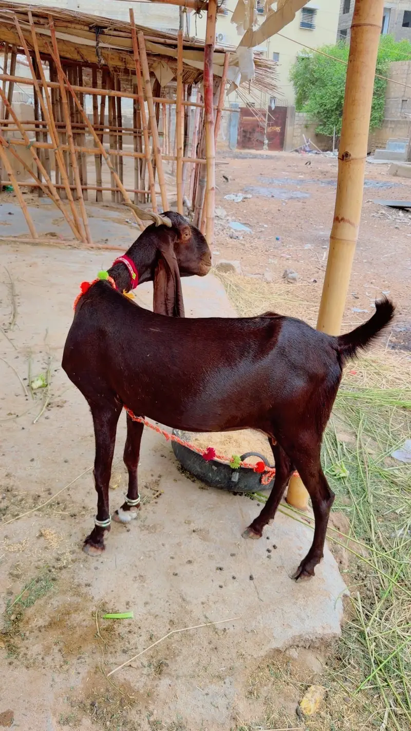 Bakri for sale — photo 2