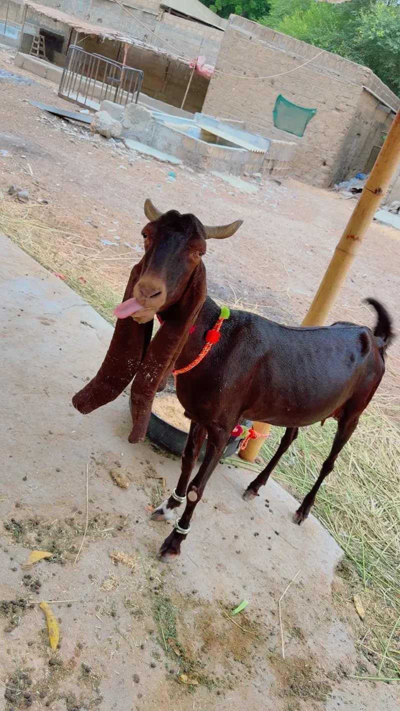 Bakri for sale — photo 3
