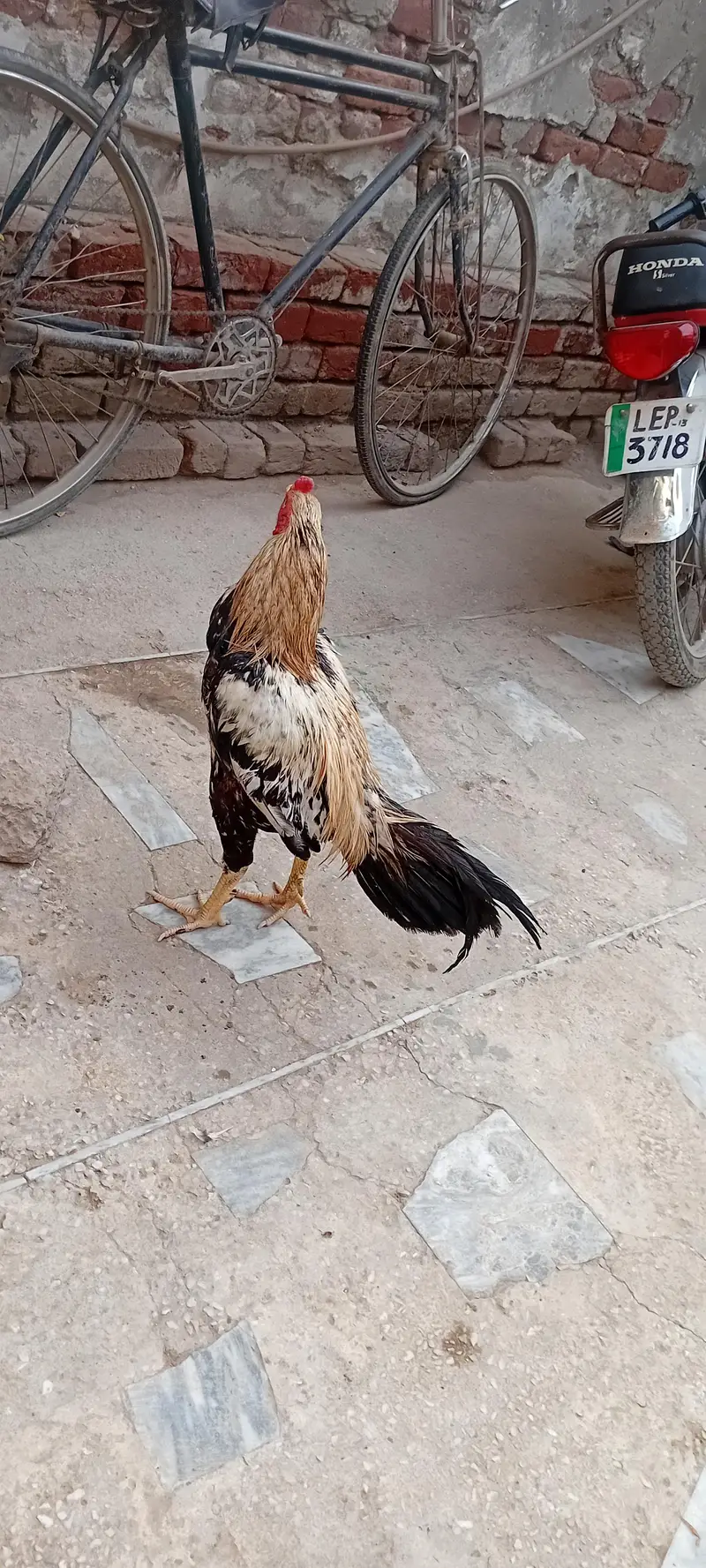 wastapp app number 0.3. 3.0. 6.4. 3.2. 1.9. 4 acha murga ha check kr k lena — photo 2