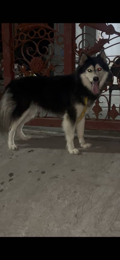 Husky female