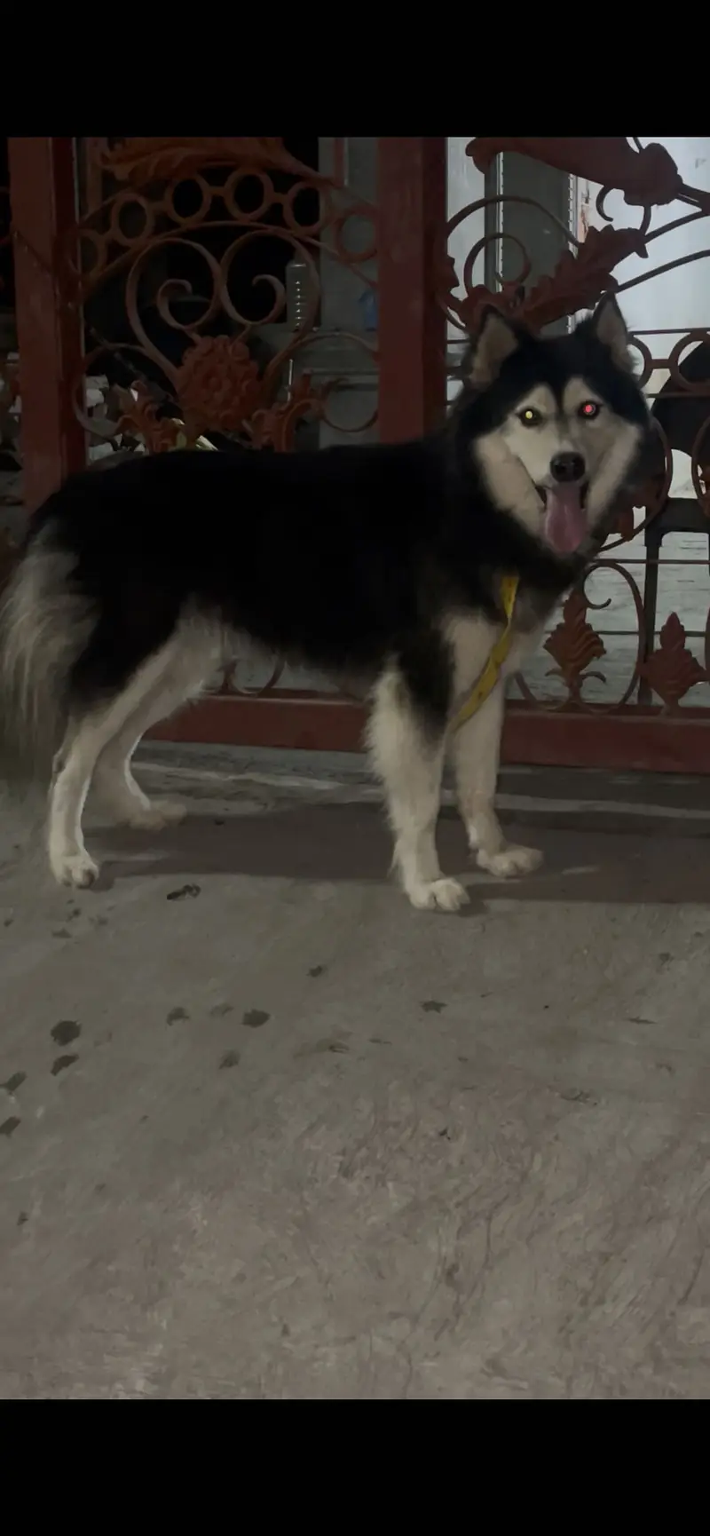 Husky female — photo 2