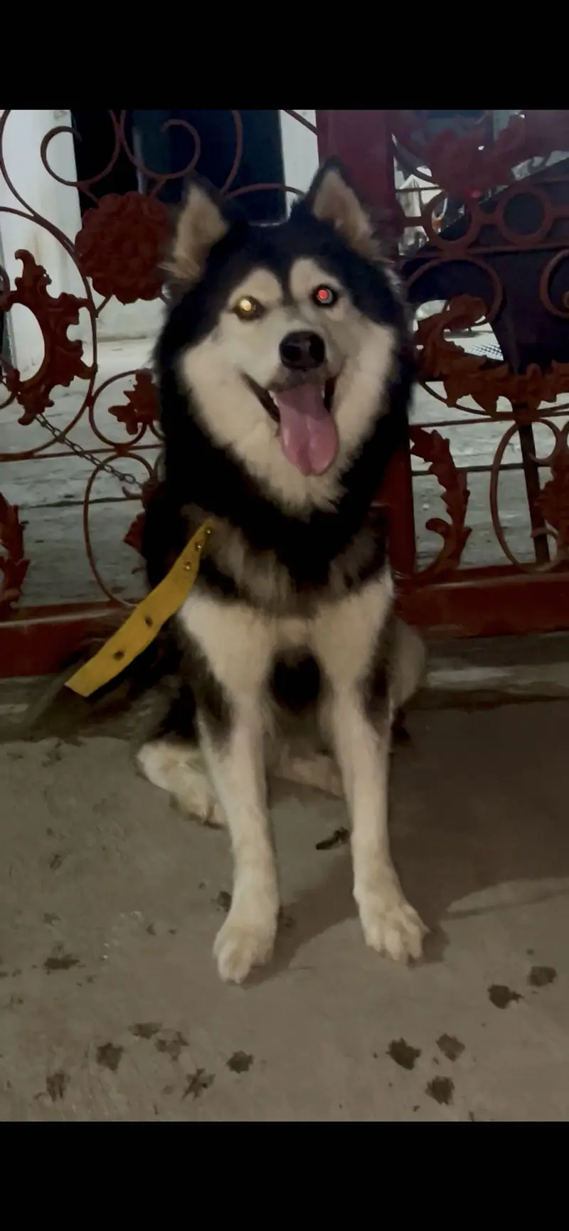 Husky female — photo 3