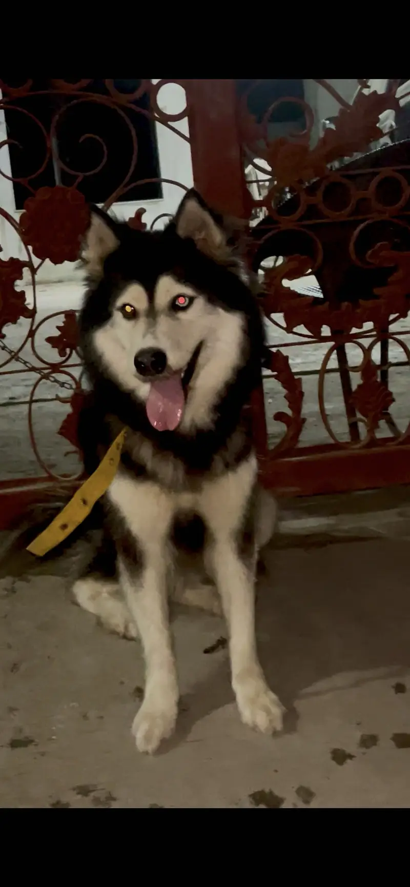Husky female — photo 4