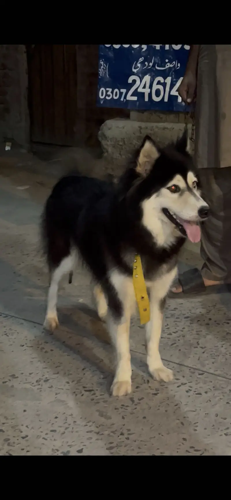Husky female — photo 5