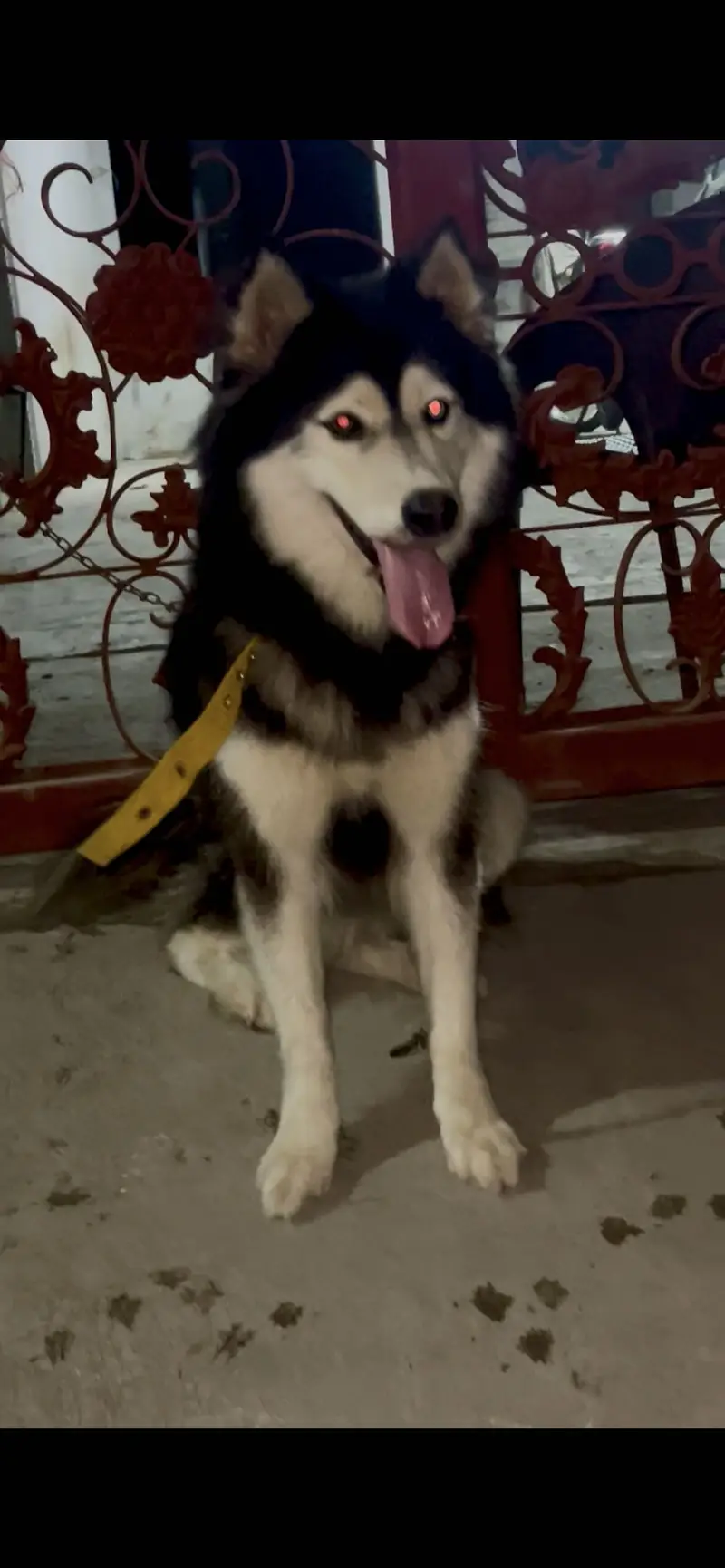 Husky female — photo 6
