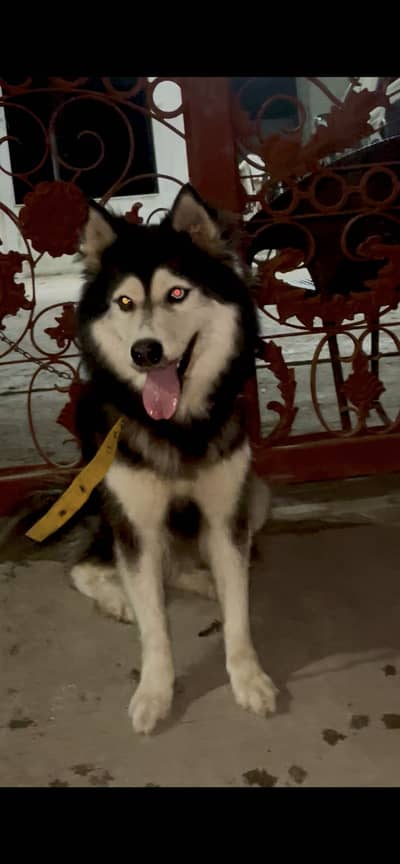 Husky female