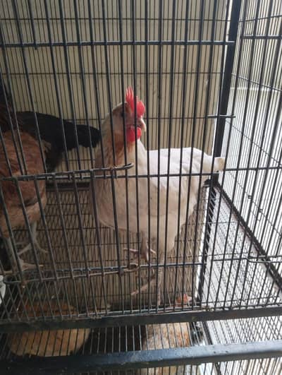 5 desi hens for sale