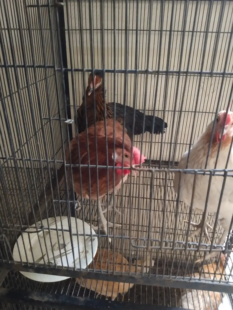 5 desi hens for sale — photo 2