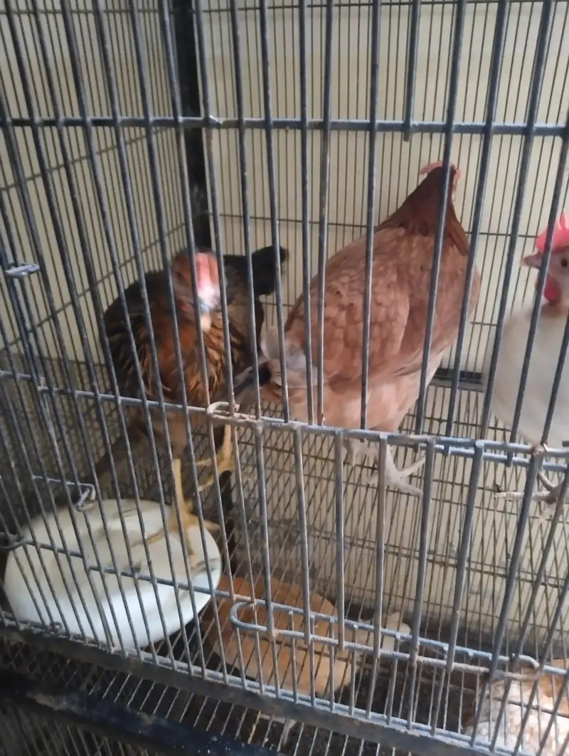 5 desi hens for sale — photo 3