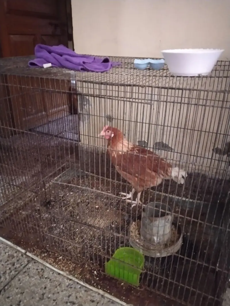5 desi hens for sale — photo 4