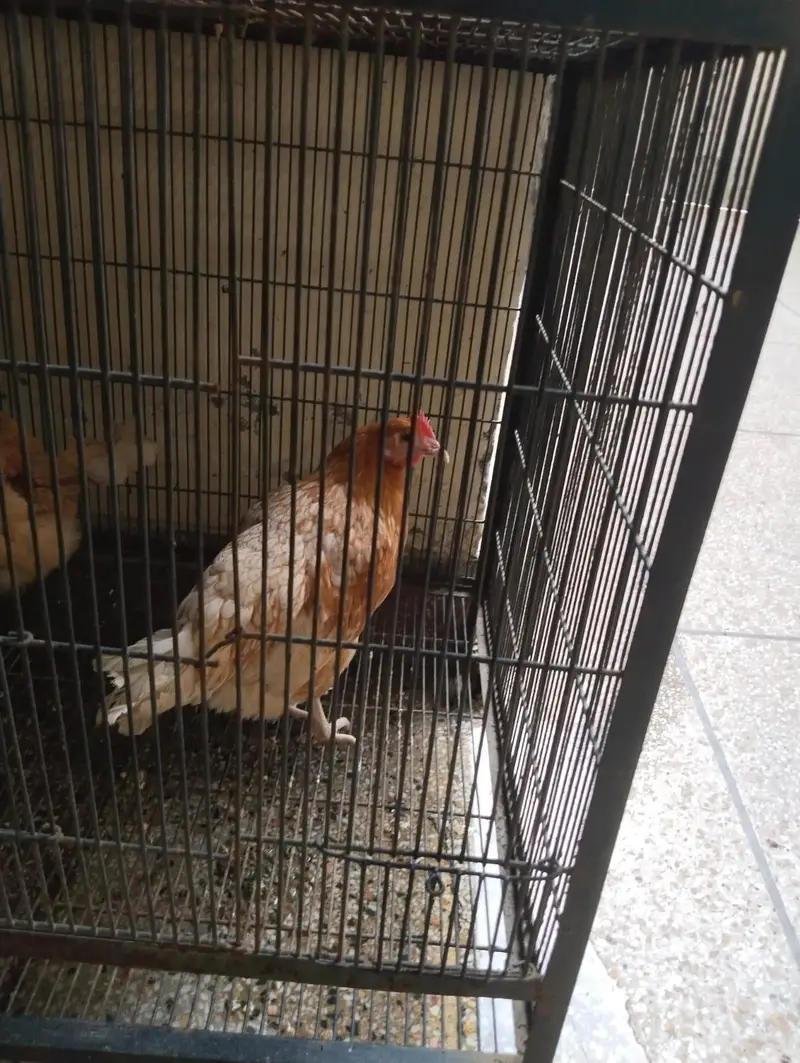 5 desi hens for sale — photo 5