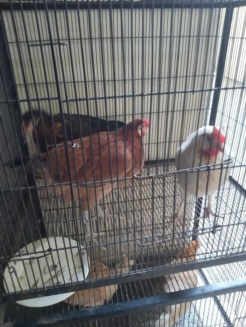 5 desi hens for sale — photo 6