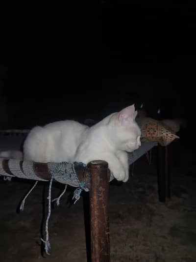cat for free