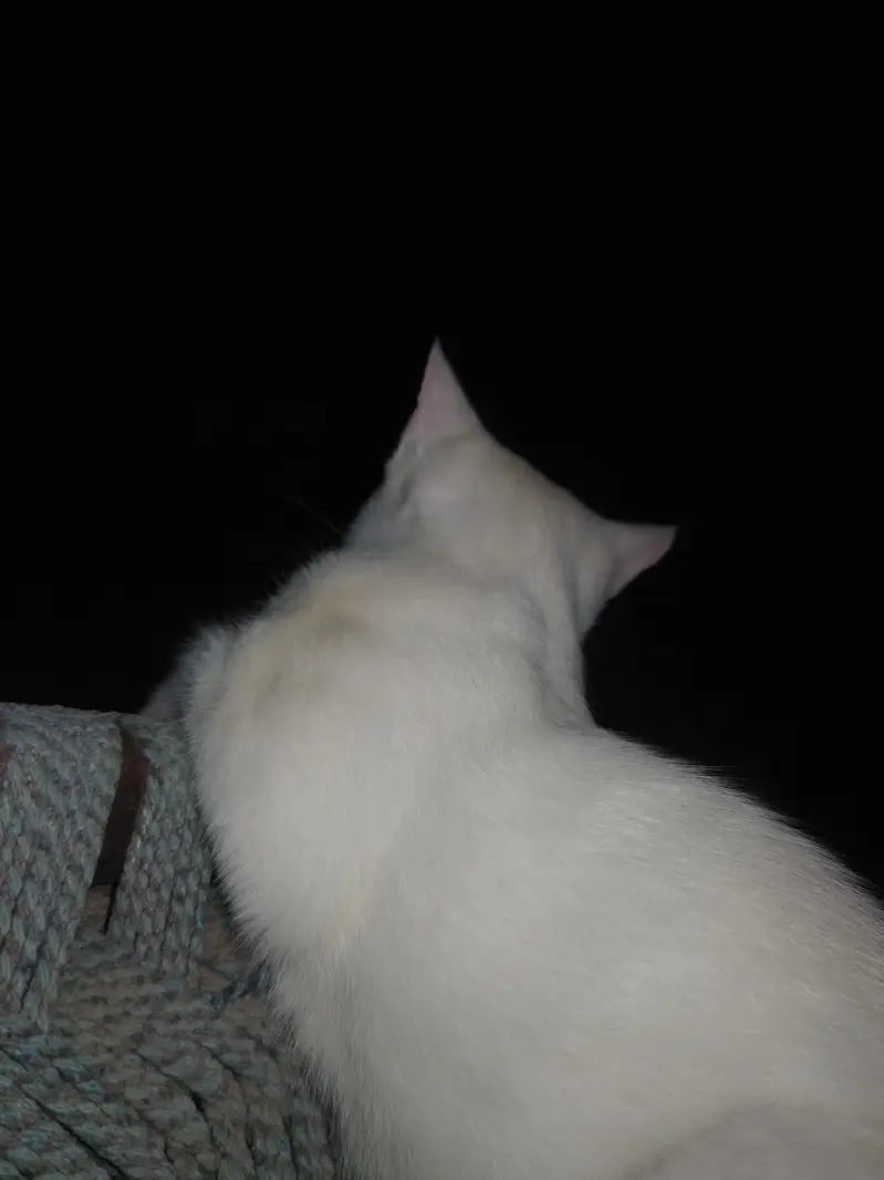cat for free — photo 2