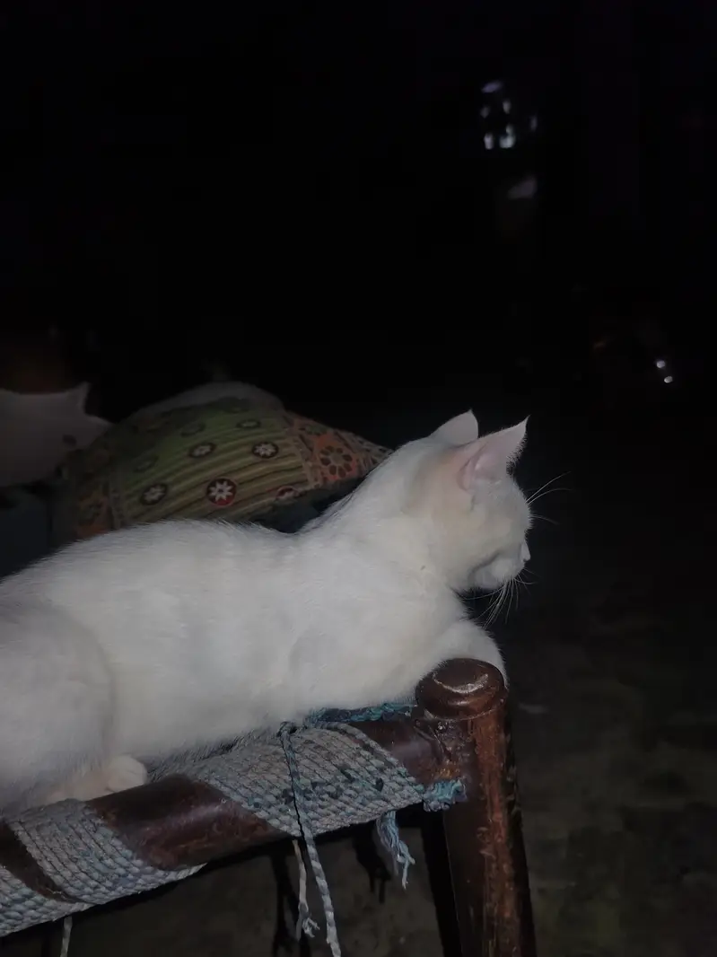 cat for free — photo 3