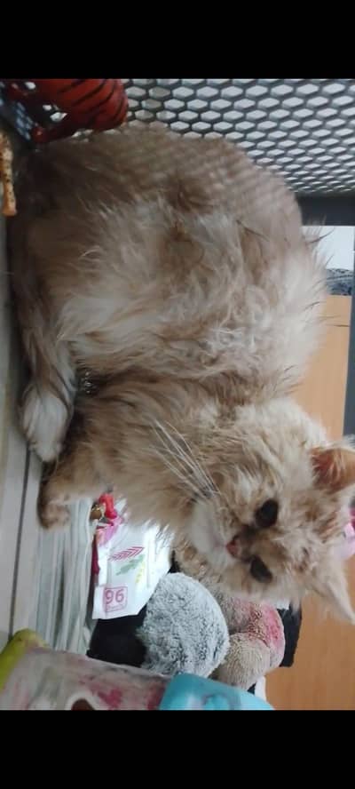 male pure Persian