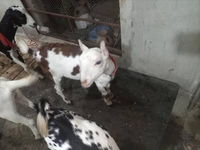 4 month & 5 month teddy Bakra bakri ablak print healthy or active