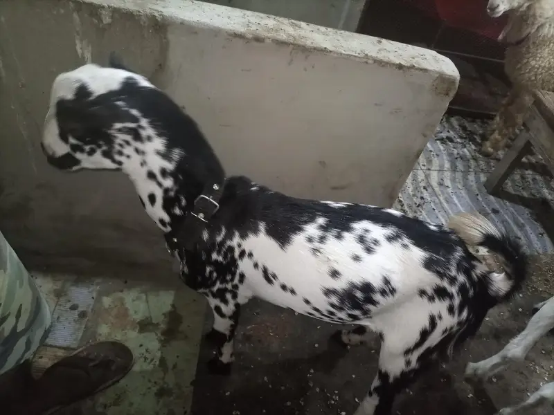 4 month & 5 month teddy Bakra bakri ablak print healthy or active — photo 2