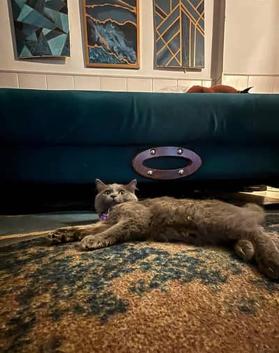 British Long Hair Grey Cat lovely playful