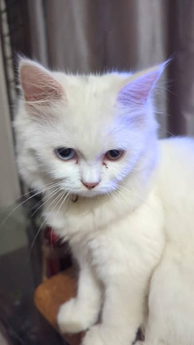 Persian Cat For Sale