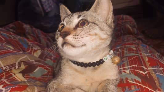 Cute brown cat
