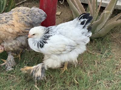 Pair of White Brahma and one golden buff
