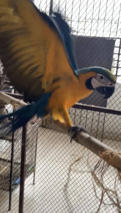 Macaw