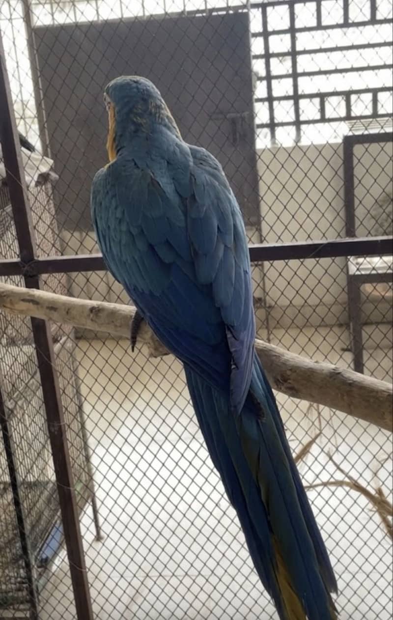 Macaw 2