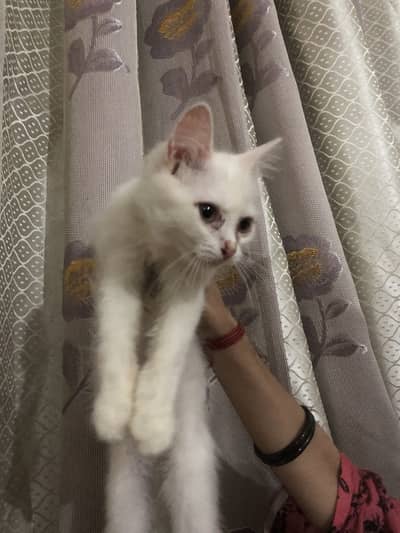 Persian cats hein pair bhi haa or single bhii
