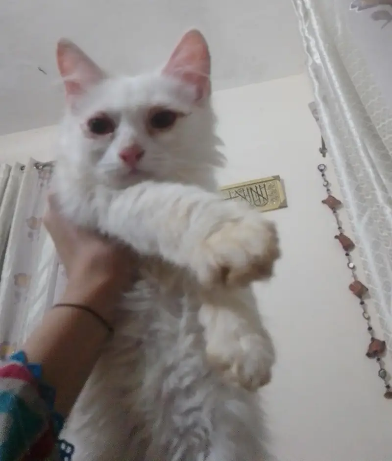 Persian cats hein pair bhi haa or single bhii — photo 2