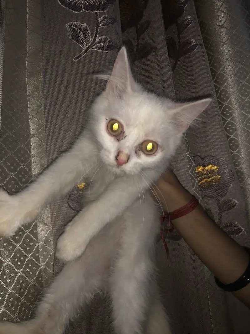 Persian cats hein pair bhi haa or single bhii — photo 3