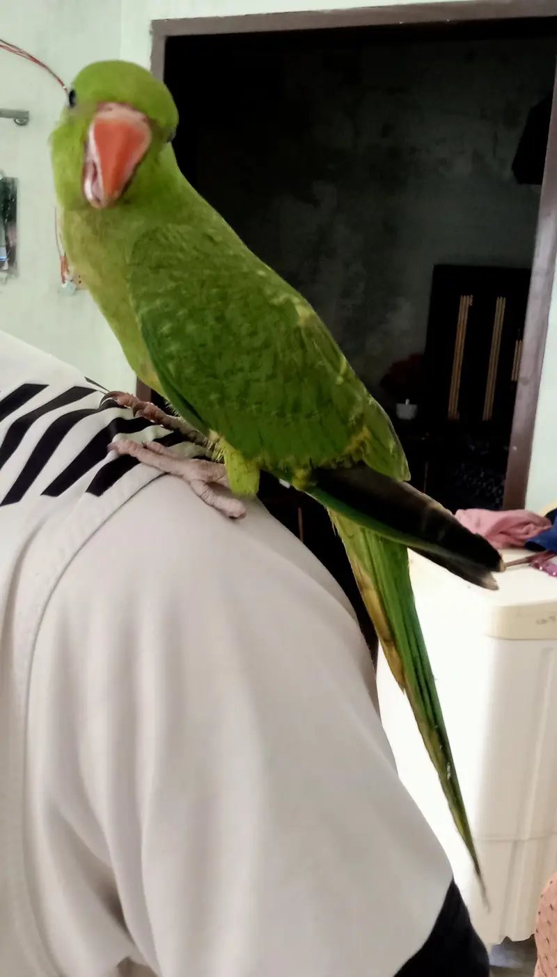 Kashmiri parrot hand tame patha — photo 3