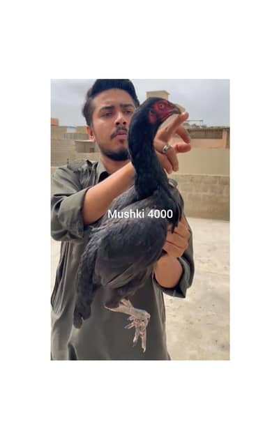 Madiyan Available