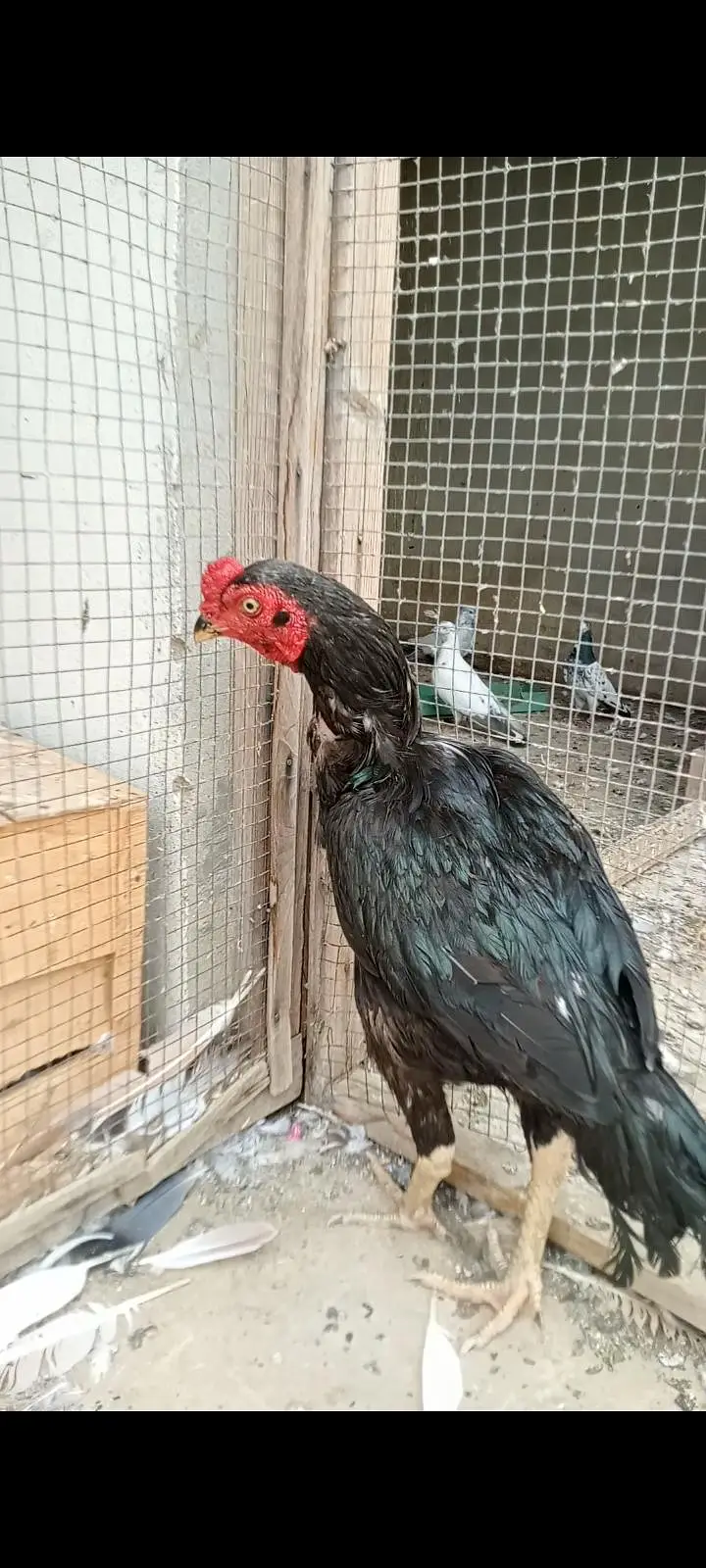 miawali aseel patta ek ankh ki Nazar sae nae hai — photo 2