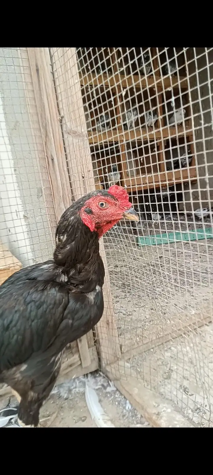 miawali aseel patta ek ankh ki Nazar sae nae hai — photo 3