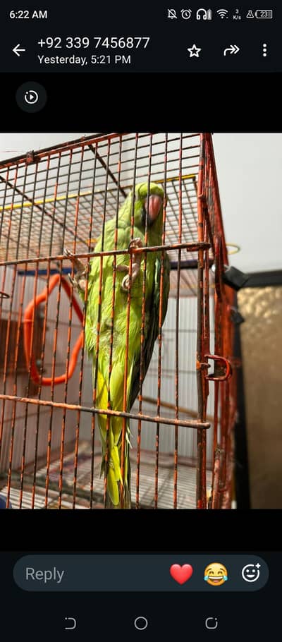 female hai active hai without cage hai lainy walay rbt a krain