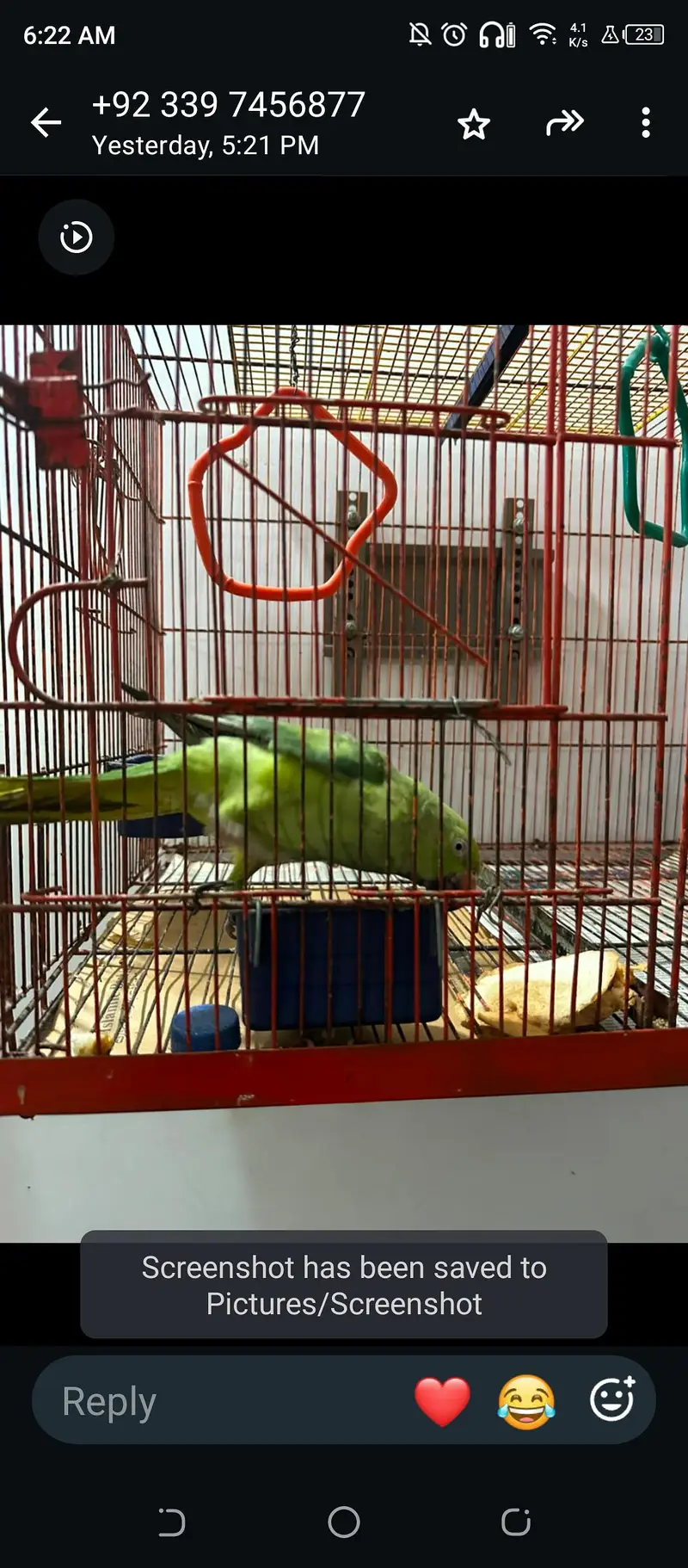 female hai active hai without cage hai lainy walay rbt a krain — photo 2