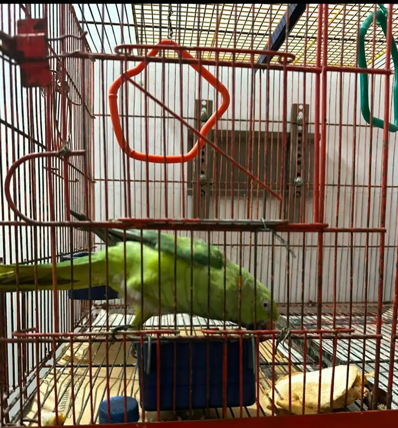 female hai active hai without cage hai lainy walay rbt a krain — photo 3