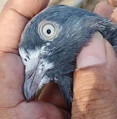 High Qulity birds