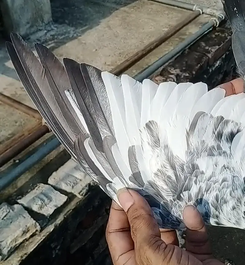 High Qulity birds — photo 2