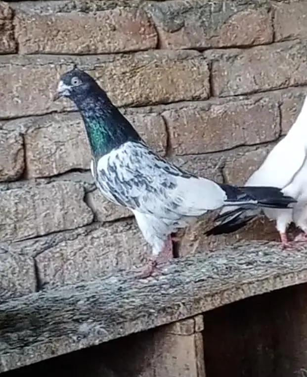 High Qulity birds — photo 3