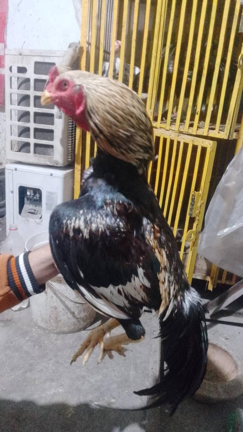 jawa Sindhi 1